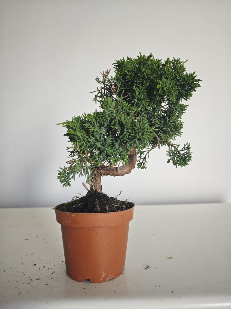 *J 11 Juniperus Chinensis Kishu, 55 euros con envio gratis peninsula.