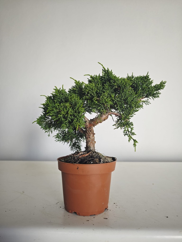 *J 12 Juniperus Chinensis Kishu, 55 euros con envio gratis peninsula.