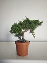 *J 12 Juniperus Chinensis Kishu, 55 euros con envio gratis peninsula.