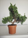*J 14 Juniperus Chinensis Kishu, 55 euros con envio gratis peninsula.