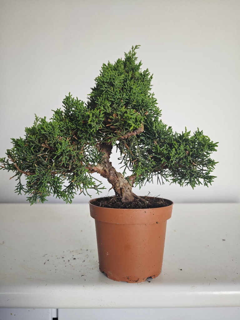 *J 14 Juniperus Chinensis Kishu, 55 euros con envio gratis peninsula.