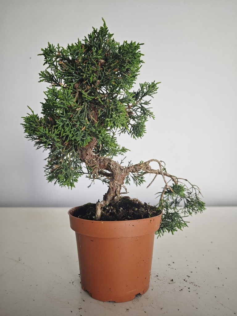 *J 15 Juniperus Chinensis Kishu, 55 euros con envio gratis peninsula.