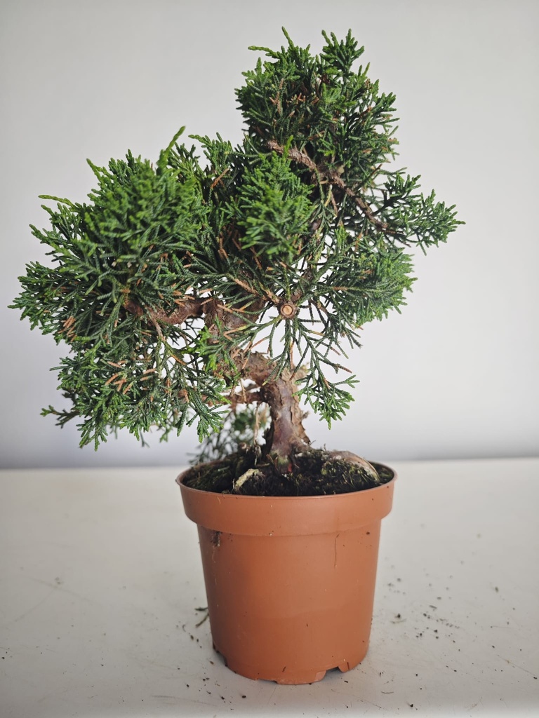 *J 15 Juniperus Chinensis Kishu, 55 euros con envio gratis peninsula.