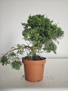 *J 15 Juniperus Chinensis Kishu, 55 euros con envio gratis peninsula.