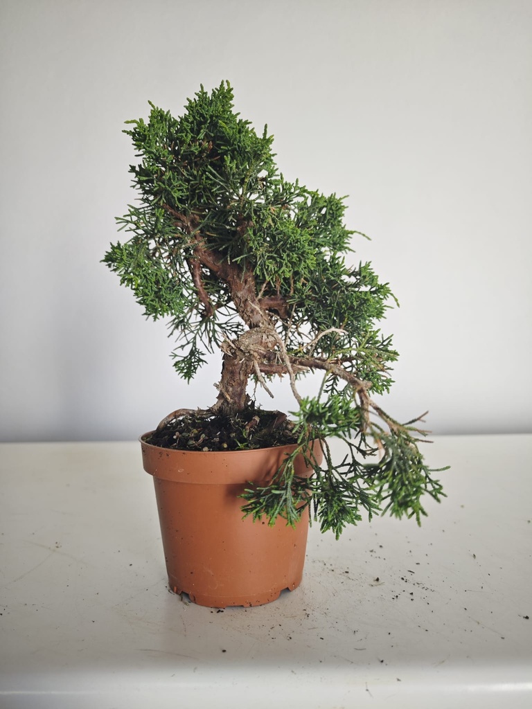 *J 15 Juniperus Chinensis Kishu, 55 euros con envio gratis peninsula.