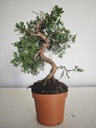 *J 16 Juniperus Chinensis Kishu, 55 euros con envio gratis peninsula.