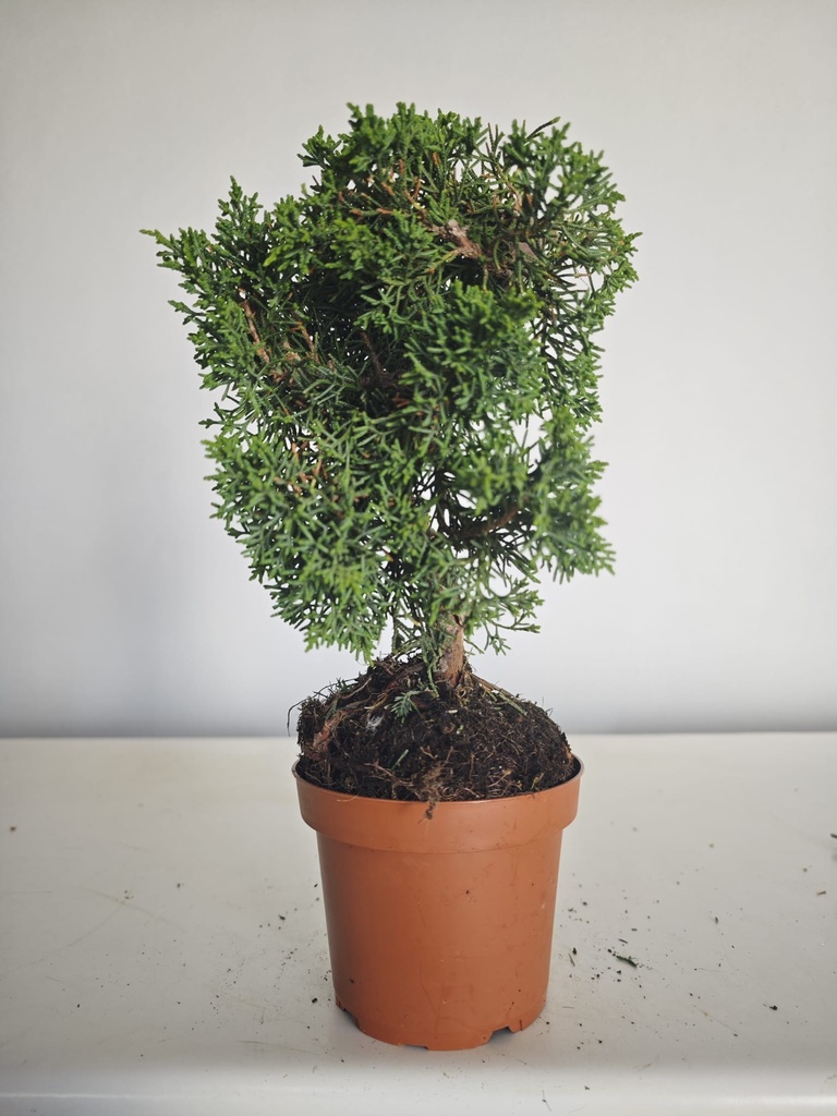 *J 16 Juniperus Chinensis Kishu, 55 euros con envio gratis peninsula.