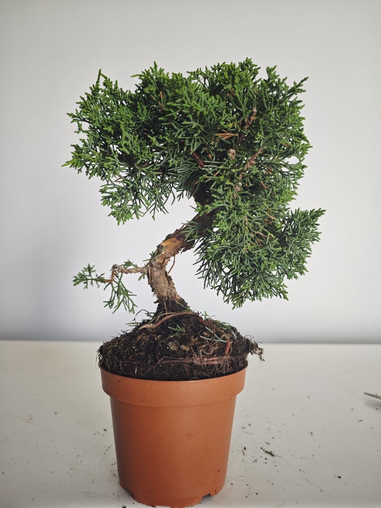*J 16 Juniperus Chinensis Kishu, 55 euros con envio gratis peninsula.