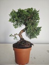 *J 16 Juniperus Chinensis Kishu, 55 euros con envio gratis peninsula.
