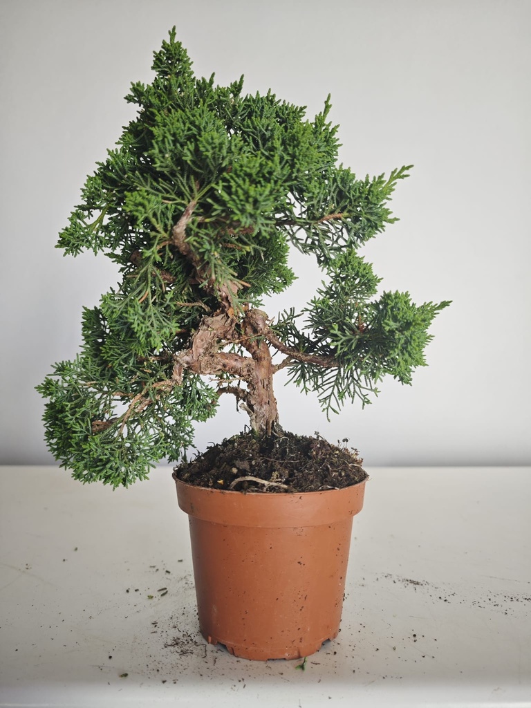 *J 1 8 Juniperus Chinensis Kishu, 55 euros con envio gratis peninsula.
