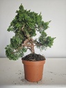 *J 1 8 Juniperus Chinensis Kishu, 55 euros con envio gratis peninsula.