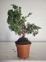 *J 1 9 Juniperus Chinensis Kishu, 55 euros con envio gratis peninsula.