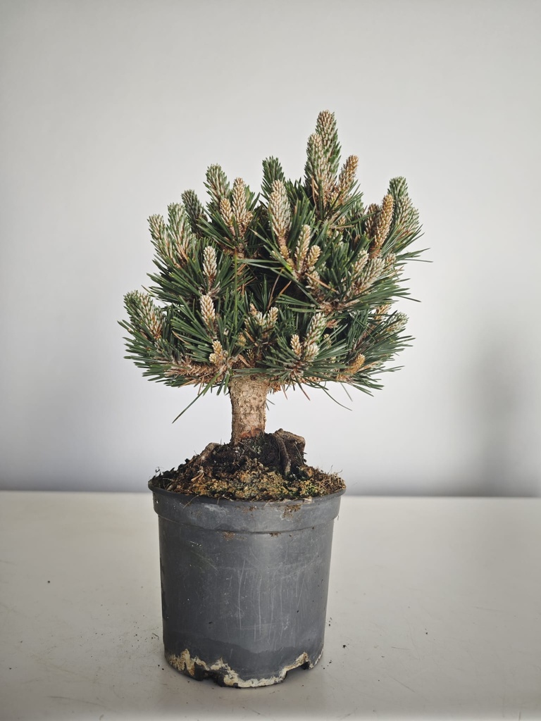 *P 25 Pinus thubergii seniyumaru 100 euros con envio gratis peninsula.