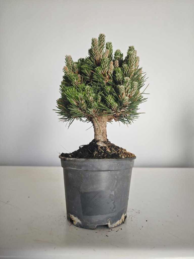 *P 25 Pinus thubergii seniyumaru 100 euros con envio gratis peninsula.