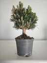 *P 25 Pinus thubergii seniyumaru 100 euros con envio gratis peninsula.