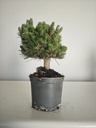 *P 25 Pinus thubergii seniyumaru 100 euros con envio gratis peninsula.