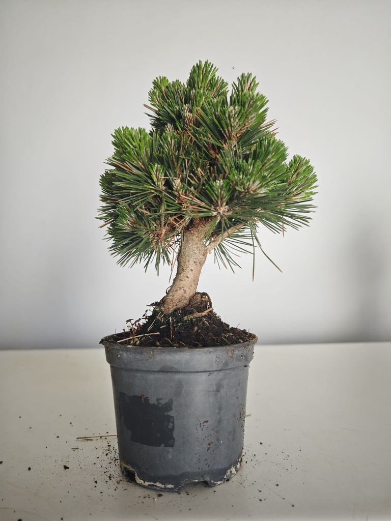 *P 26 Pinus thubergii seniyumaru 100 euros con envio gratis peninsula.
