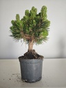 *P 26 Pinus thubergii seniyumaru 100 euros con envio gratis peninsula.