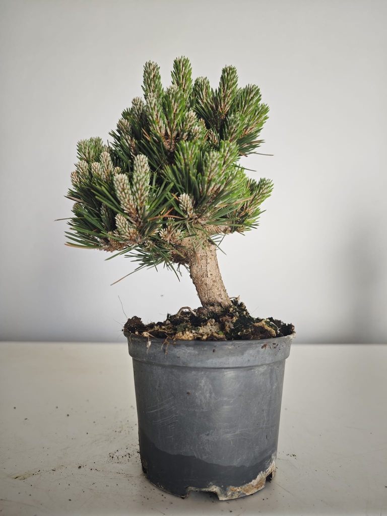 *P 27 Pinus thubergii seniyumaru 100 euros con envio gratis peninsula.