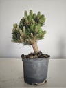 *P 27 Pinus thubergii seniyumaru 100 euros con envio gratis peninsula.