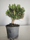 *P 27 Pinus thubergii seniyumaru 100 euros con envio gratis peninsula.