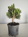 *P 27 Pinus thubergii seniyumaru 100 euros con envio gratis peninsula.