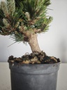 *P 27 Pinus thubergii seniyumaru 100 euros con envio gratis peninsula.