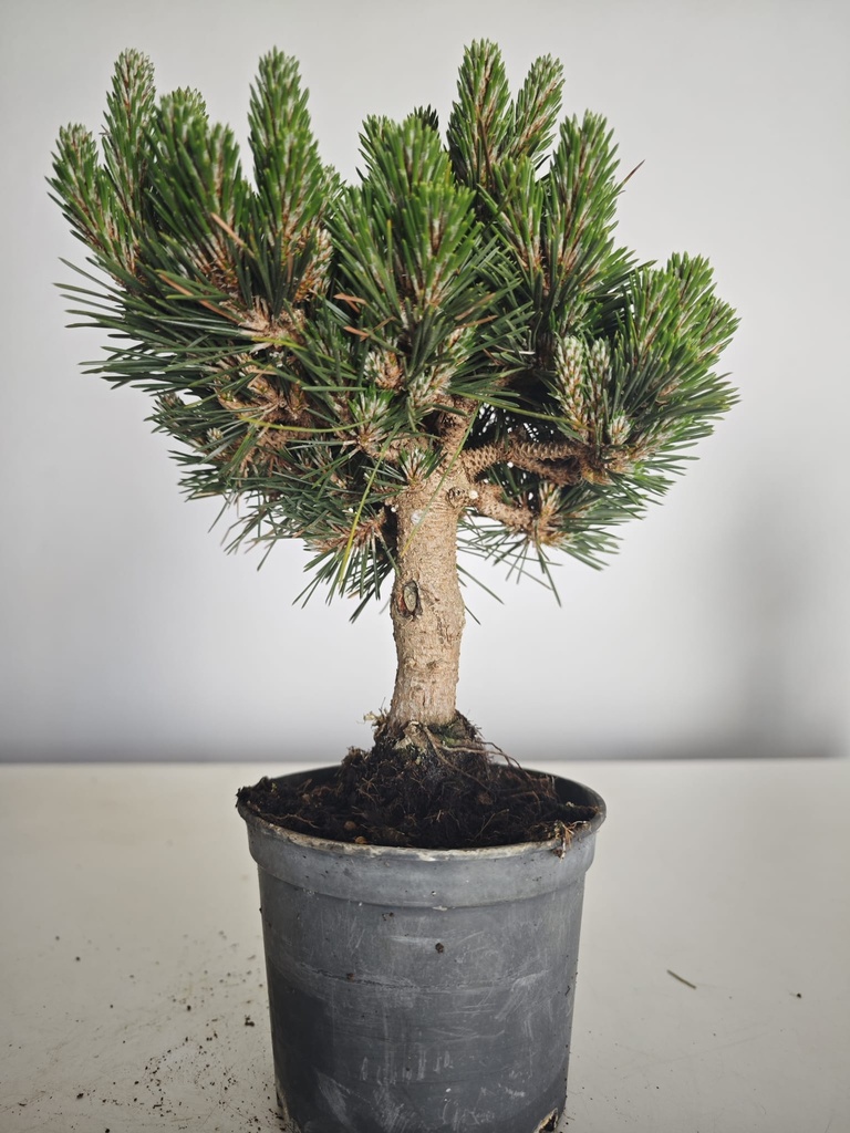 *P 28 Pinus thubergii seniyumaru 100 euros con envio gratis peninsula.