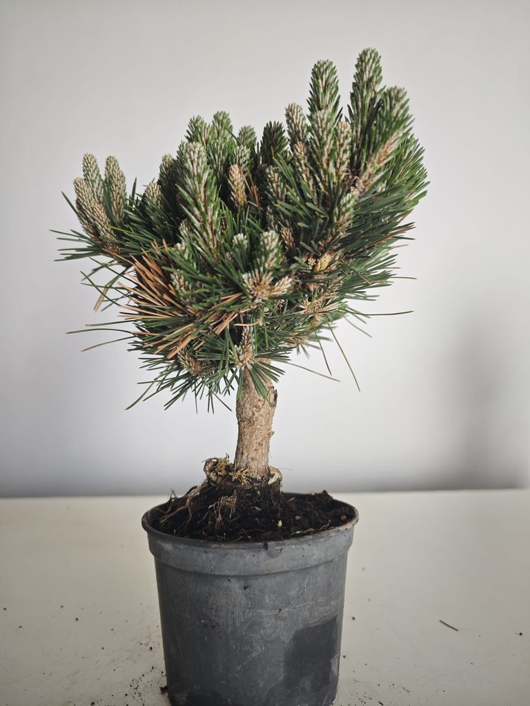 *P 28 Pinus thubergii seniyumaru 100 euros con envio gratis peninsula.
