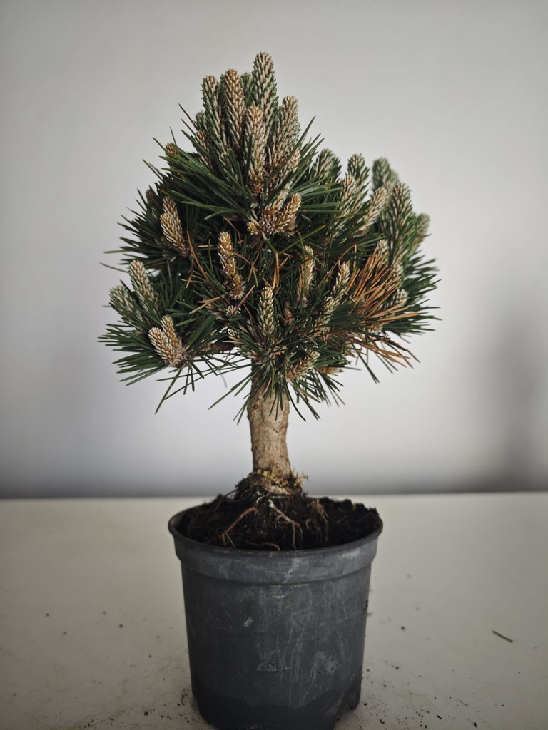 *P 28 Pinus thubergii seniyumaru 100 euros con envio gratis peninsula.
