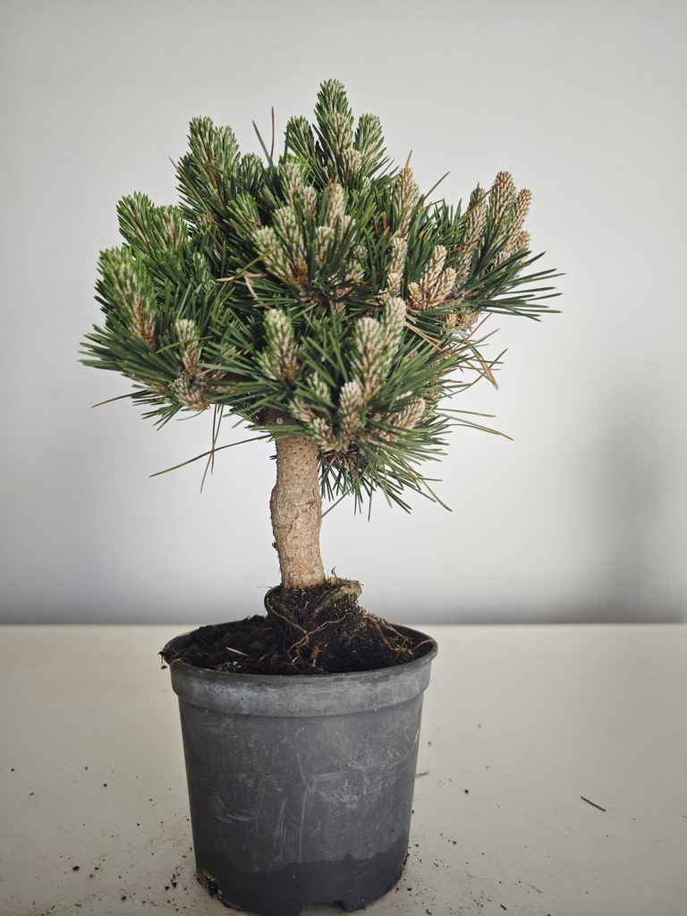*P 28 Pinus thubergii seniyumaru 100 euros con envio gratis peninsula.