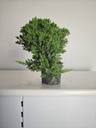 *J 21 Juniperus chinensis kyushu med 80 euros con envio gratis peninsula.