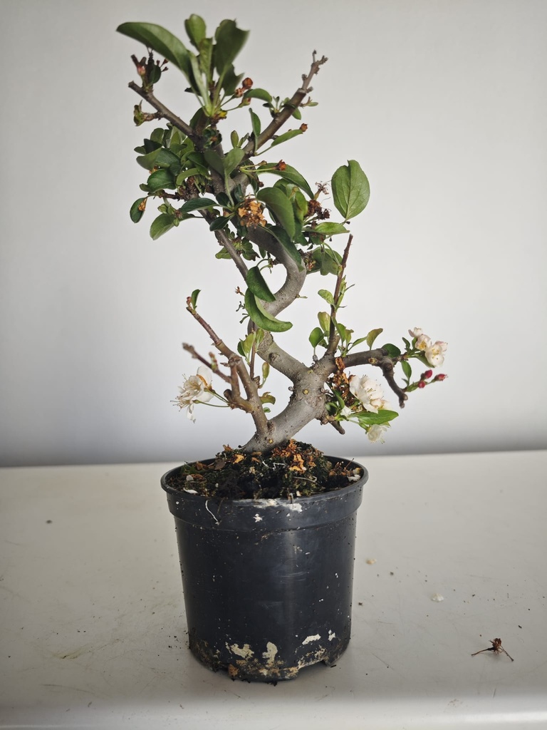 *M 20 Malus sargentii 55 euros con envio gratis peninsula.