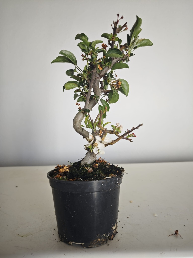 *M 20 Malus sargentii 55 euros con envio gratis peninsula.