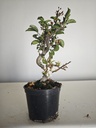 *M 20 Malus sargentii 55 euros con envio gratis peninsula.