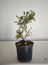 *M 20 Malus sargentii 55 euros con envio gratis peninsula.
