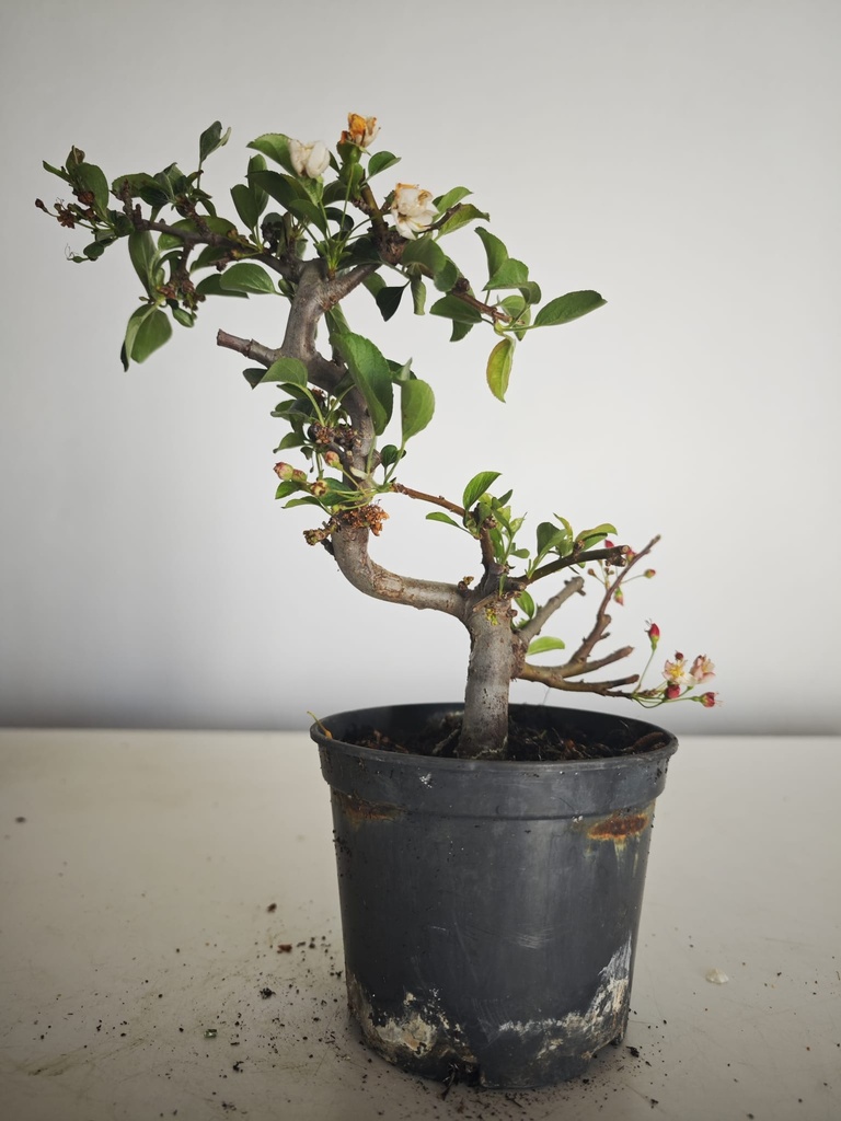 *M 21 Malus sargentii 55 euros con envio gratis peninsula.