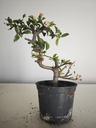 *M 21 Malus sargentii 55 euros con envio gratis peninsula.