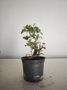 *M 21 Malus sargentii 55 euros con envio gratis peninsula.