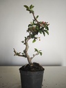 *M 22 Malus sargentii 55 euros con envio gratis peninsula.