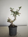 *M 22 Malus sargentii 55 euros con envio gratis peninsula.