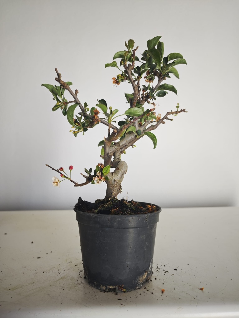 *M 23 Malus sargentii 55 euros con envio gratis peninsula.
