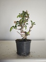 *M 23 Malus sargentii 55 euros con envio gratis peninsula.