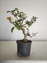 *M 23 Malus sargentii 55 euros con envio gratis peninsula.