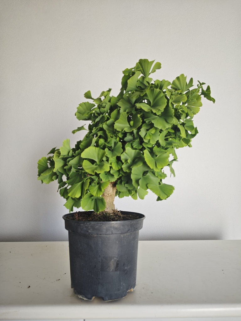 *Gi 27 Ginkgo 280 euros con envio gratis peninsula.