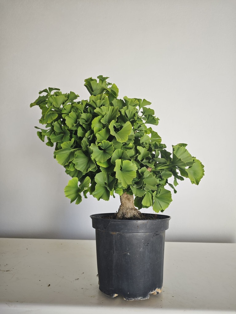 *Gi 27 Ginkgo 280 euros con envio gratis peninsula.