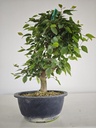 *Cr 2. Crataegus cuneata 180 euros con envio gratis peninsula.