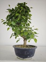 *Cr 2. Crataegus cuneata 180 euros con envio gratis peninsula.