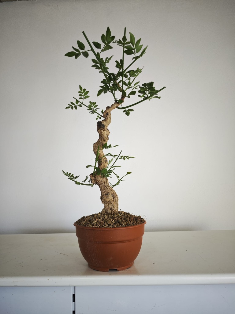 J 2. Jazmin grandiflorum 380 euors con envio gratis peninsula.