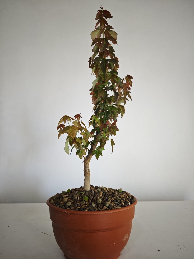B 10. Acer buergerianum 150 euros con envio gratis peninsula.